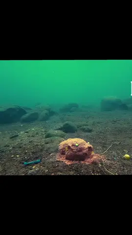 Cá ăn mồi dưới nước #cauca 