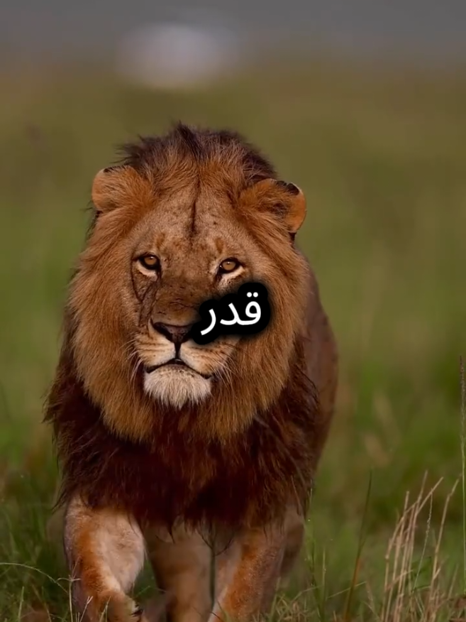 كل نفس دائقة الموت ولكن ليس كل نفس دائقة الحياة  #اقتباسات_عبارات_خواطر #اقتباسات #عبارات 