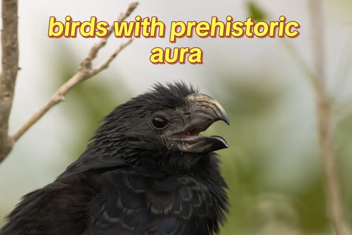 i love these guys. no, i didn’t forget the shoebill, secretary bird, or bearded vulture. i chose not to include them because they’re on every other list i see #prehistoric #birds #fyp #cassowary #hoatzin 