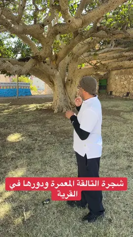 شجرة التالقة في قرية درامة بمحافظة سراة عبيدة ودور الشجرة في القرية #تراث #fy #عسير #سياحة #طبيعة 