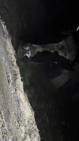 #kowal #lely #farming #rolnik #cow 