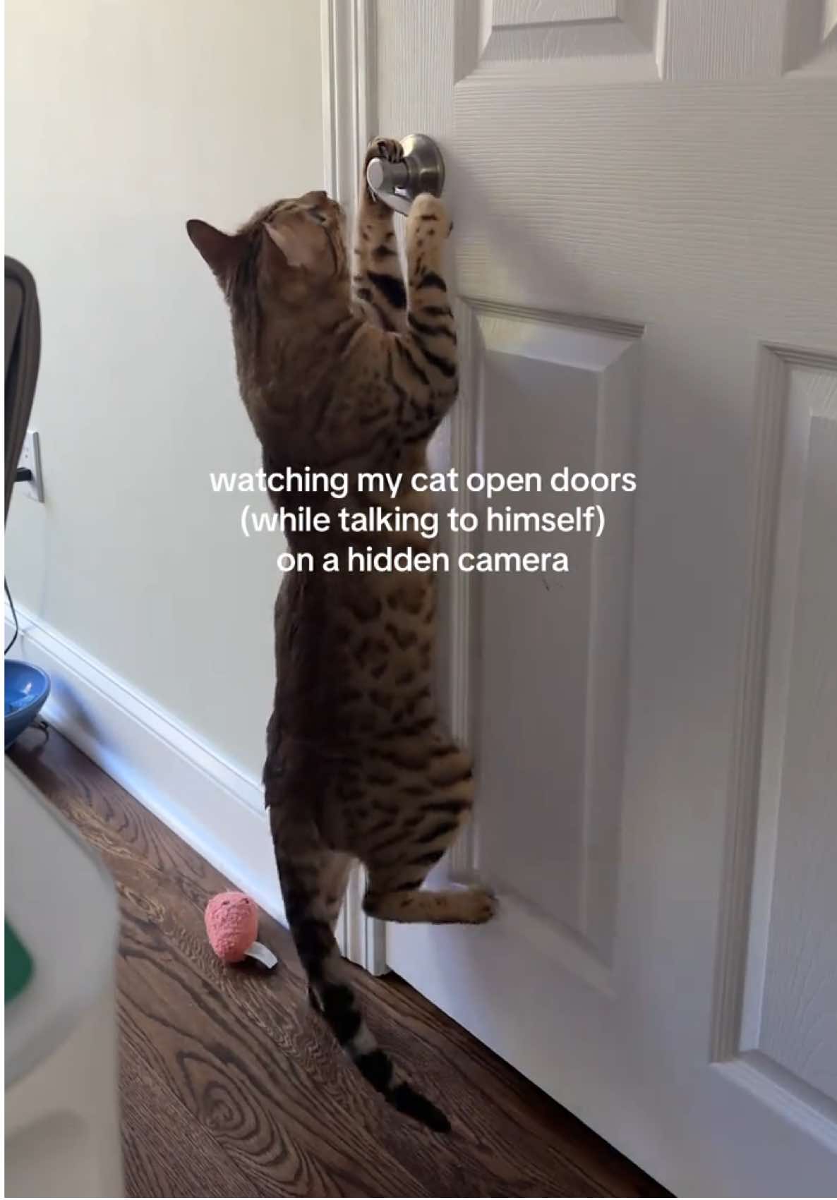 new talent unlocked - pun intended Novak can open doors now, even the ones that swing out…I guess I won’t be surprised when he inevitably starts driving my car next year #cat #cats #catsoftiktok #wildanimal #PetsOfTikTok 