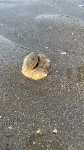 Encore les plages… 🏖️ 