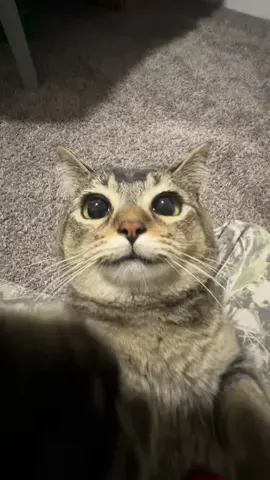 i just can’t pull myself away 😩 #fyp #cat 