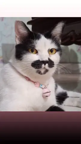 #فديوهات #قطط #مضحكه 