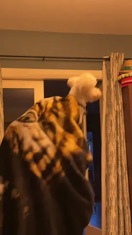 #capra #funnydog #funny @Andi @Adrian Valentin🎭 @Barcan Stefania Cris 