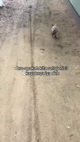 #kucing #kelincilucu 