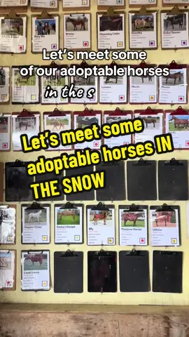 Snow day at DEFHR! ❄️ Let’s meet some adoptable horses! 🐴 #horserescue #adoptable #adoptdontshop #adoptme #snowday 