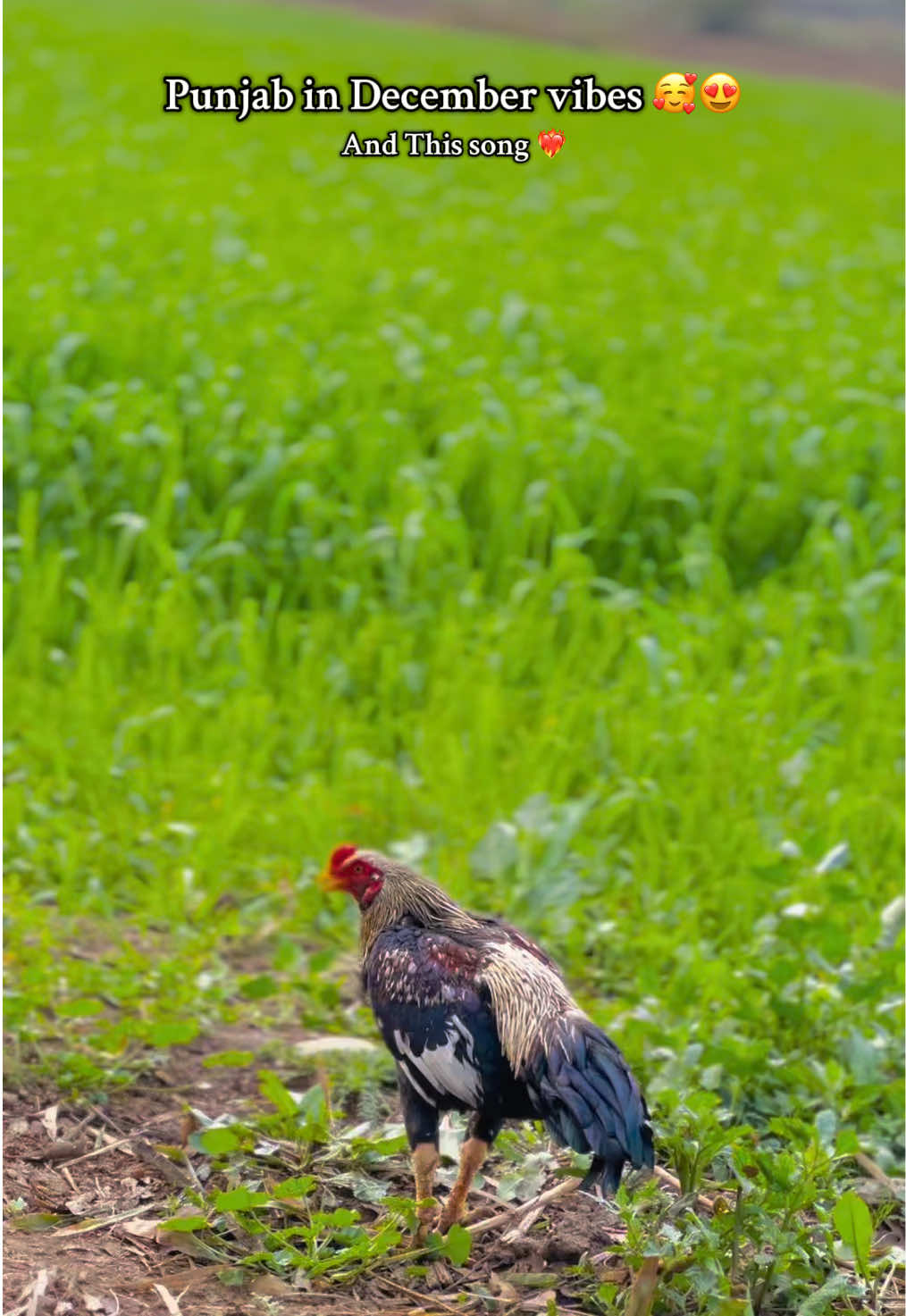 Punjab in December vibes 🥰😍 || winter is coming 😍#forupage #viral_video #wintervibes #پنجاب #پنڈاں_والے👑 
