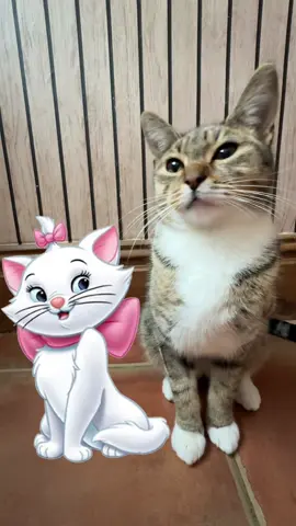 Boi your just my sneaky link 😼 #pets #cat #viral 