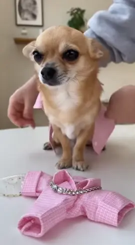 Rate my outfit 👚😍  #chihuahuafunny  #chihuahualife  #funnydogs  #dogreels  #pitbull 