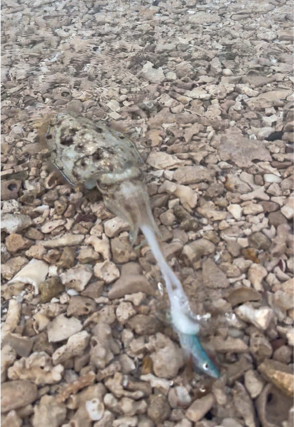 Un depredador silencioso y letal 🦑💥 #BornToWeWild #SepiaAttack #UnderwaterHunt #RedSeaLife #FishingMoments