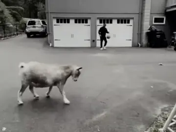 شمعه وتنور بيها الولايه 😮‍💨🖤#ronaldo #اغاني_مسرعه💥 #تصميم_فيديوهات🎶🎤🎬 #شعب_الصيني_ماله_حل😂😂 