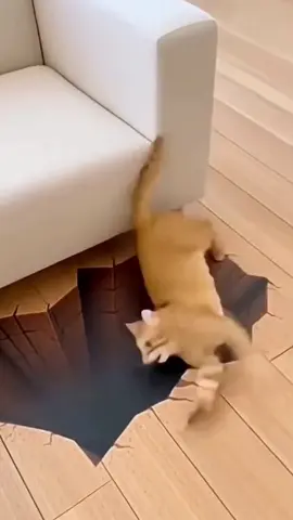 #cat #funny #fyp #catsoftiktok #funnycats 