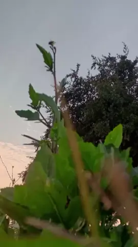 جزء/55 #الملكي_lan✪  #تقرير_سمير_دويدي😍 #العيد_بن_حمده #فارس_عوض #هلا_مدريد_دائما_وابدا👑❤ 