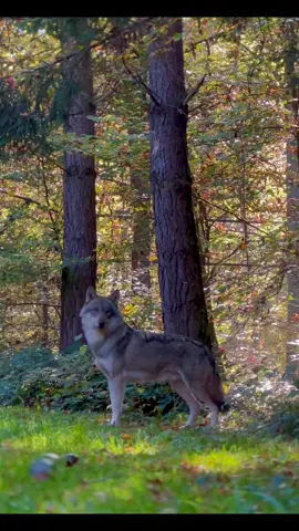 Wolf body language -silent communication 🐺✨ Волчий язык тела -безмолвное общение 🐺✨ #wolves #wolf #wildlife #silentcommunication #wildnature