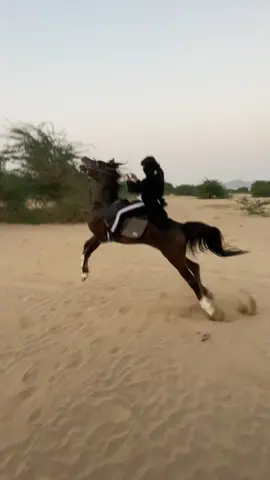 ركوب اليوم🔥ماشاء الله ع الوحش جواد#اكسبلورexplore #خيل_وخياله🐎 #خيل_عربي_اصيل #مالي_خلق_احط_هاشتاقات #الخياله_فرح🐎🖤 