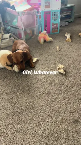 Chewing on my bone and don’t care!  #girlwhatever #growth #engagement #homestead #dogsoftiktok 