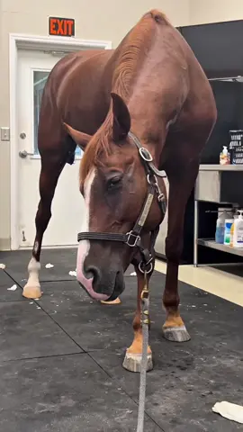 The horse of undying suspicion and wariness  #boeshi #horse #horses #real 