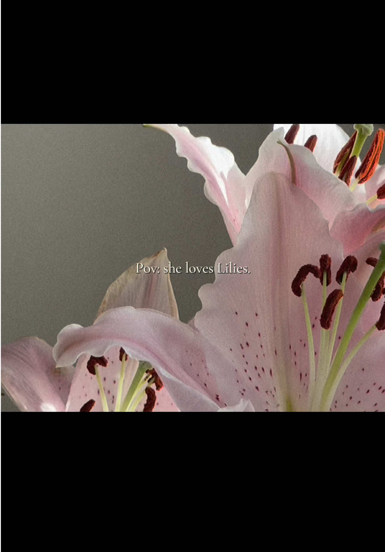 My name is Lily btw hehe 💞💗 #Lily #lilies #aesthetic #flowersaesthetic #goldenbrown 