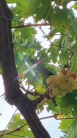 #لبنان#🇱🇧 