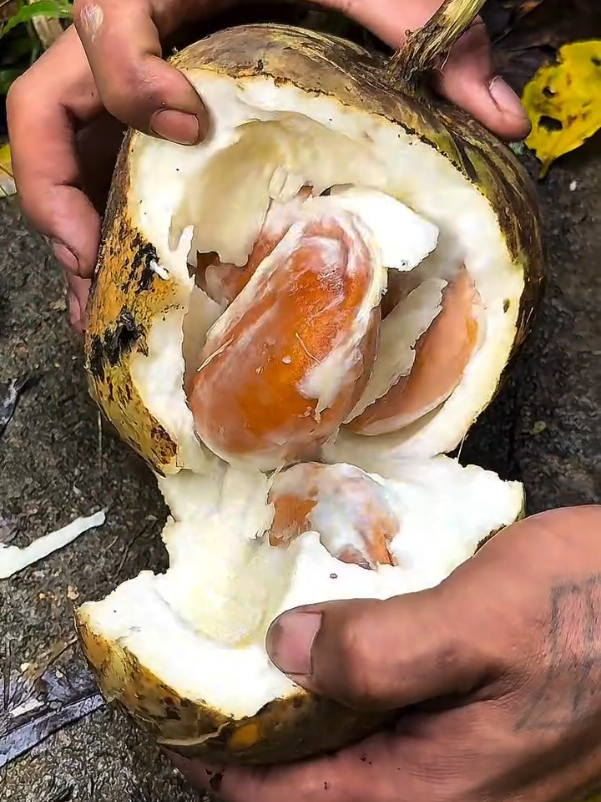 Unlocking the Kluwek Peeking inside this mysterious jungle fruit! The raw Pangay fruit reveals these massive orange seeds nestled in pale, creamy flesh. It’s a stunning example of nature's design, but this is just the beginning—it needs weeks of processing before it's ready to flavor a meal! #JungleFruit #ExoticProduce #SeedPod #RareFruit #followers 