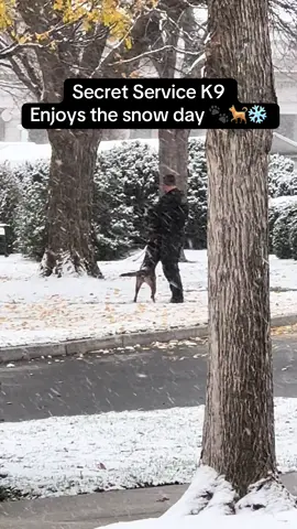 Cutest video you’ll see today! The Secret Service K9 on the White House North Lawn enjoying a moment of the snow day ❄️☃️ #behindthescenes #bts #snow #whitehouse #winter 