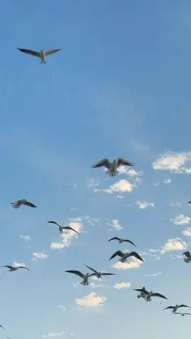 مشعل الشراري _ اكتسحت القلب كله صرتي شريان ووريد _ ما زعلت انك ملكته ودي اعطيك المزيد #مشعل_الشراري #اكتسحت_القلب_كله #شيلات #شيله #شيلات_طرب 