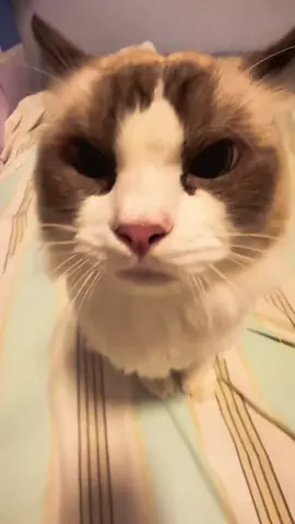 Every meow is unusual #catsoftiktok #cat #fyp #catlover 