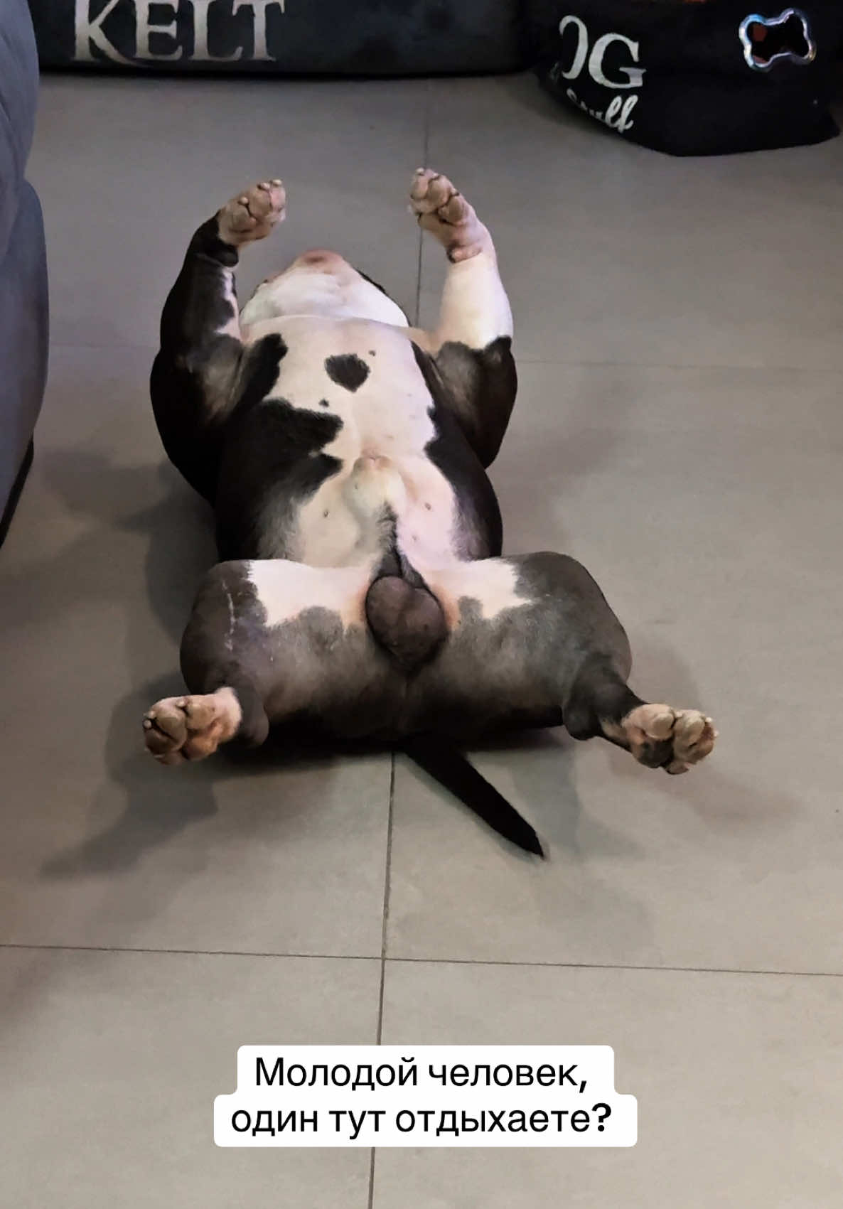 #americanbully #американскийбулли #животныеfunnydog #dogvideo 