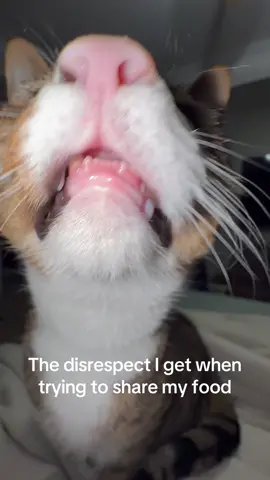 #meankitty #angrykitty #cats #naughty #catsoftiktok 