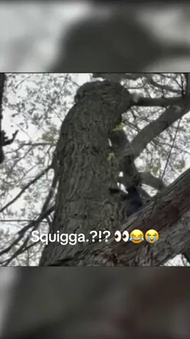Naaahh 😭😂 #foryoupage #viral #tiktokfeed #animals #squirrel 