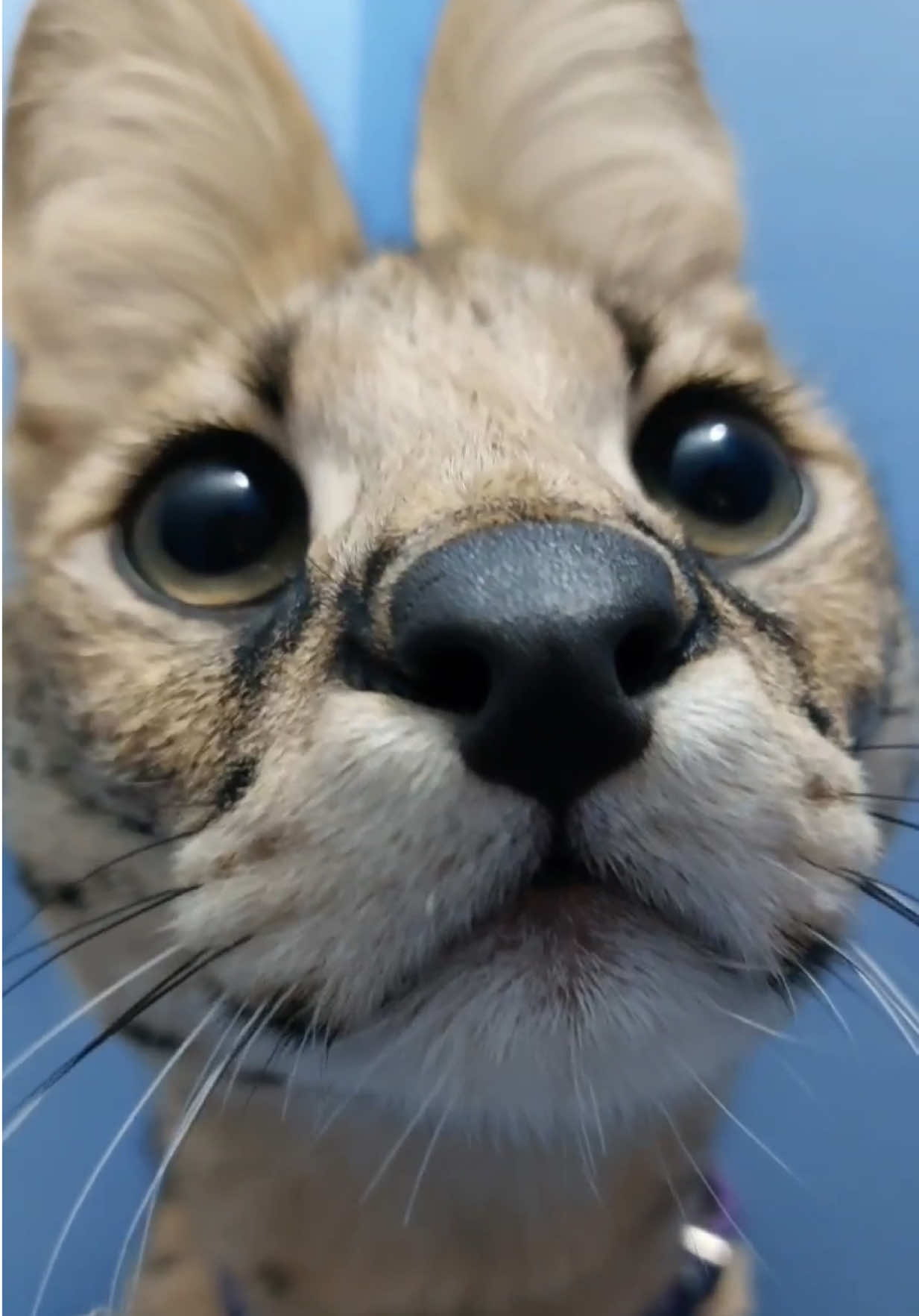 The special video for today. Blue room wahs for you. ⚫️〰️⚫️ >>> Please reead the description: My health is still not fine. I need your help to start treatment as soon as possible. I have to run tests so the doctors can understand what’s going on. I’m low on energy, in pain often. It’s hard for me to do all housework and art.  I want to be healthy — for my beloved animals. I want to draw, to make more content, and to finally escape these health problems. I just want to live a little like a normal person. Not constantly in pain. Even sharing this post and liking it is already a form of help. If you want to support directly: PayPal: kammysmb@gmail.com Buy Me a Coffee: https://buymeacoffee.com/dominol199a Thank you so much for any support. ❤️ #serval #sogga #floppa #animal #bigcat