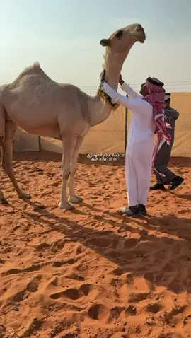 #اكسبلور #شقح_المملكه #اجتياح_الشقح #السعودية 