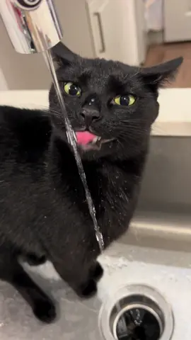 A sinky star!!! #cat #cats #blackcat #blackcats #catlover 