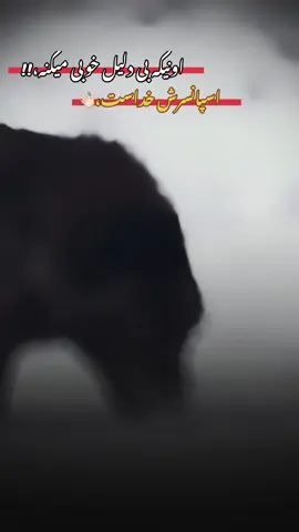 #viral_videos #videoviral #🐺  #☝🏻 