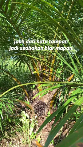 #petanimelenial #mapan #fypsawit #kerjakeras #kulisawit 