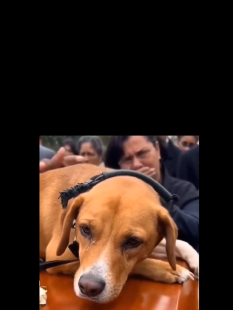 أوفى من البشر…كلب يمشى خلف جنازة صاحبه كأنه آخر واجب في عمره…لا يعرف ميراثًا ولا مصلحة… يعرف فقط الوفاء ..مشهد يوجع القلب💔يقف عند القبر منتظرًا عودته…يا ليت بعض البشر امتلكوا نصف هذا القلب #الوفاء  #الكلاب  #كلبي  #الاصدقاء  #الفراق 