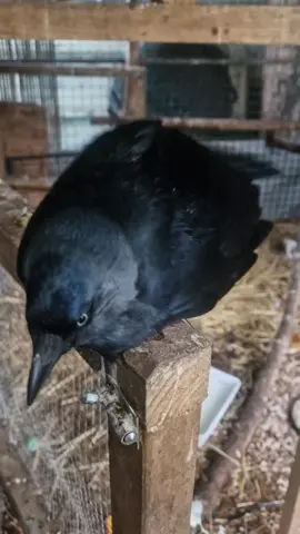 Gregory Peck with the waggiest tail, telling other birds to flap off 😀 #corvid #jackdaw #rescue #foryoupage #disabled 