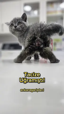 Keşke şartlar senin için farklı olsaydı güzel bebeğimiz🥺  #sokakhayvanları #keşfetteyizzz 