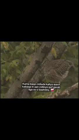 ina cidleeyo.❤️‍🩹🤍 #om4r076 