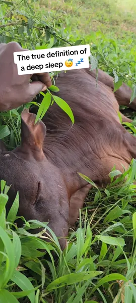 she was in a deep sleep 😴 💤 😪 #fyppppppppppppppppppppppp #trendingvideo #fyp 