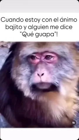 #risa #parati #contenido #humor 