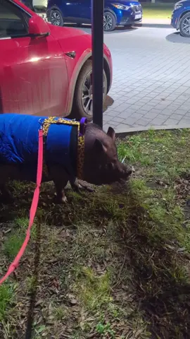 ждем Миколая сьогодні