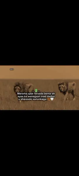 Haa Sasa ka wngsN 🤍🍂 #visewsproblem😭🙏 #foryoupage❤️❤️ #somaliforyoupage #somaliforyoupage 