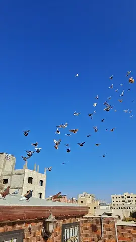 #زاجل #عصام_ابوزيد #الحمام_عنا_احلى #كش 