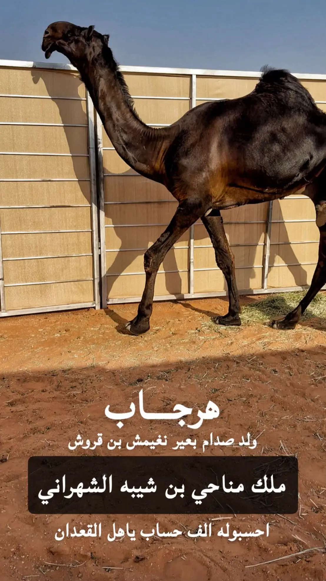 ابن شيبه الواهبي 🥇. #شهران #بني_واهب #الصياهد 