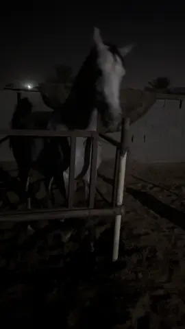 الشيخة ساكورا الله يبارك  #اكسبلورexplor#بدون_هشتاق#خيل#تبوك#foryou