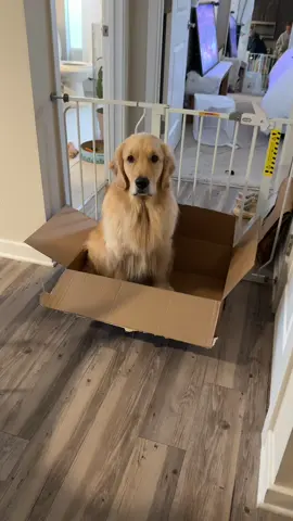 No exit strategy 🤣