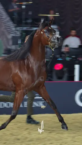 البطلة الذهبية #شهاليل_الشقب 🤎  #خيل #arabianhors #جولة_الجياد_العربية #السوبريم 